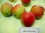 Braestar®