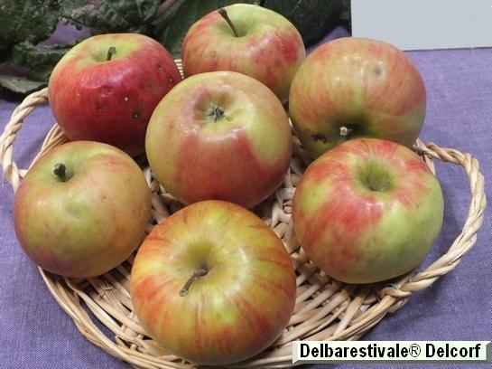 Pomme_ad Delbarestivale® Delcorf
