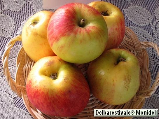 Pomme_ad Delbarestivale® Monidel