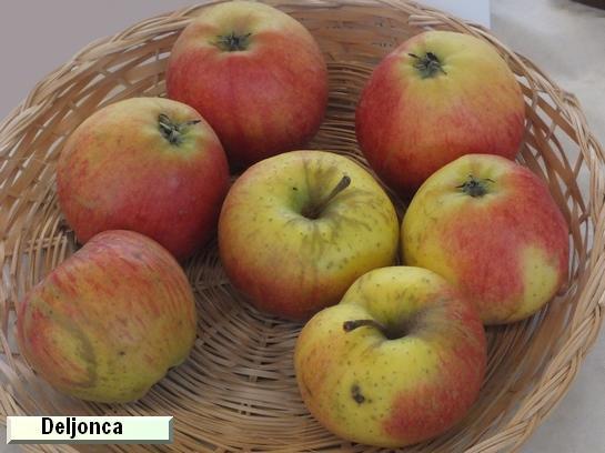 Pomme_ad Deljonca c.o.v.