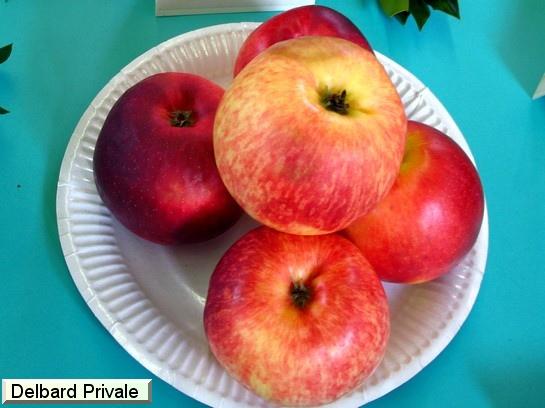 Pomme_ad Delprivale®