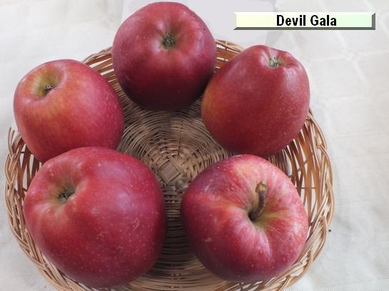 Pomme_ad Devil Gala c.o.v.