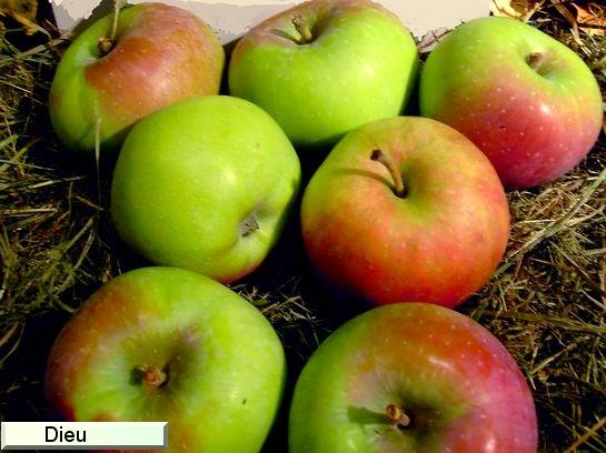 Pomme_ad Dieu (Double Rose, Double Api)