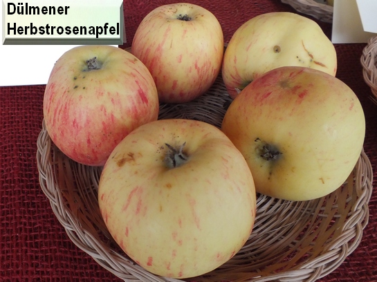 Pomme_ad Dülmener Rosenapfel
