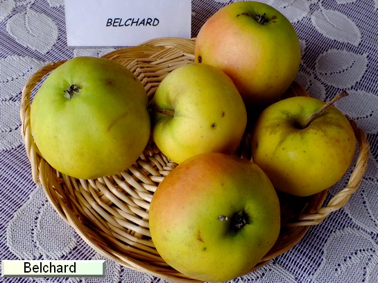 Pomme Belchard® Chanteclerc