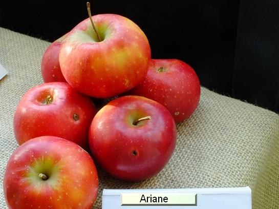 Pomme_ad Ariane