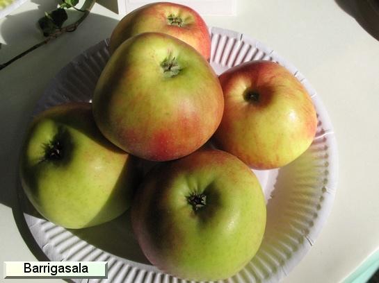 Pomme_ad Barrigassala