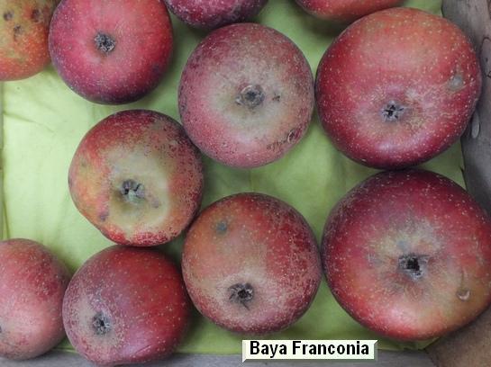 Pomme_ad Baya® Franconia