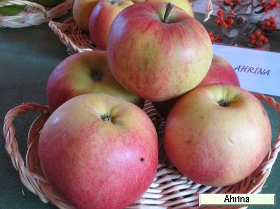 Pomme_ad Ahrina