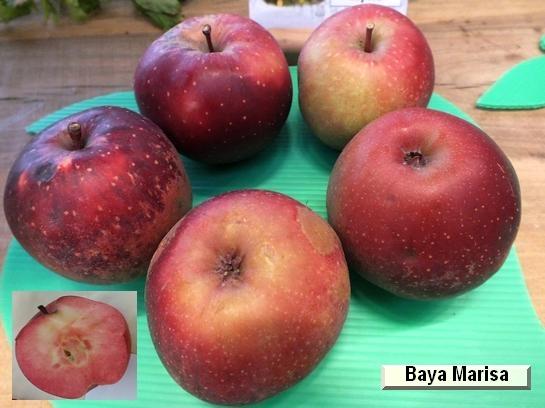 Pomme_ad Baya® Marisa