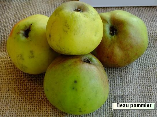 Pomme Berlepsch (baron de)