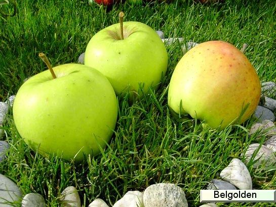Pomme_ad Belgolden® goldensheen
