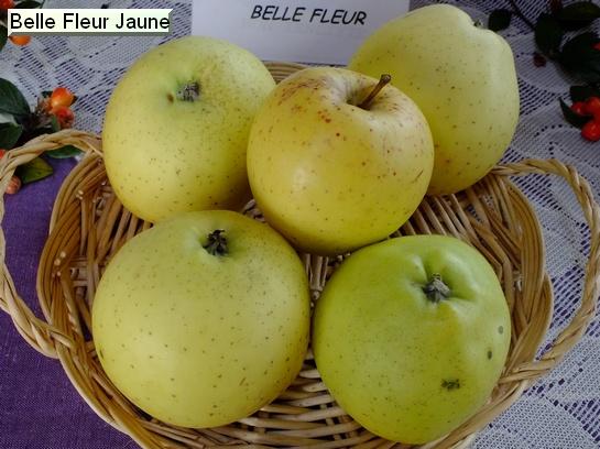 Pomme_ad Belle Fleur Jaune