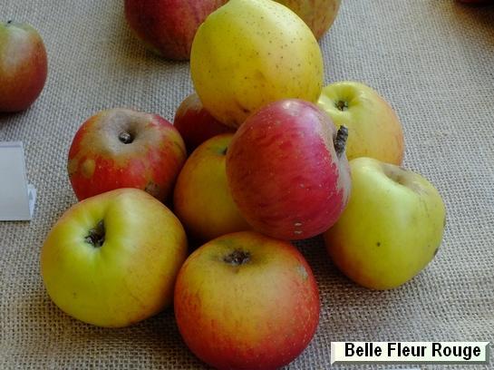 Pomme_ad Belle Fleur Rouge