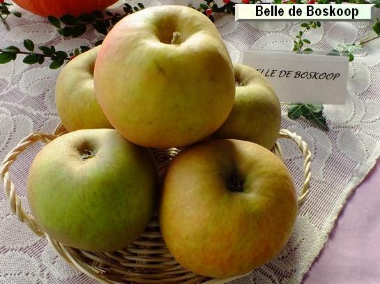Pomme_ad Belle de Boskoop