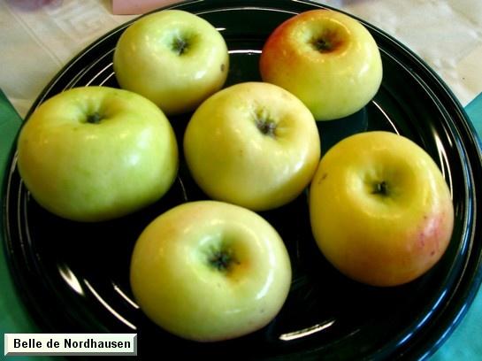 Pomme_ad Belle de Norhausen