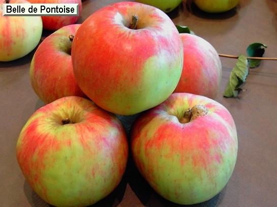 Pomme_ad Belle de Pontoise