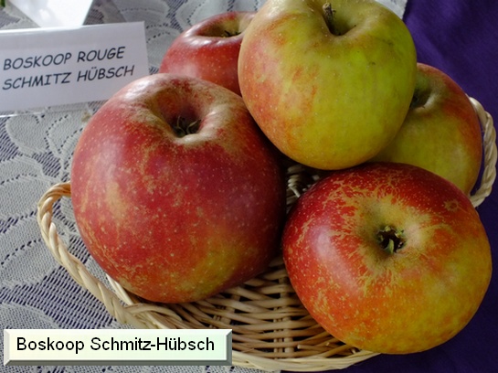 Pomme Boskoop Schmitz -Hübsch