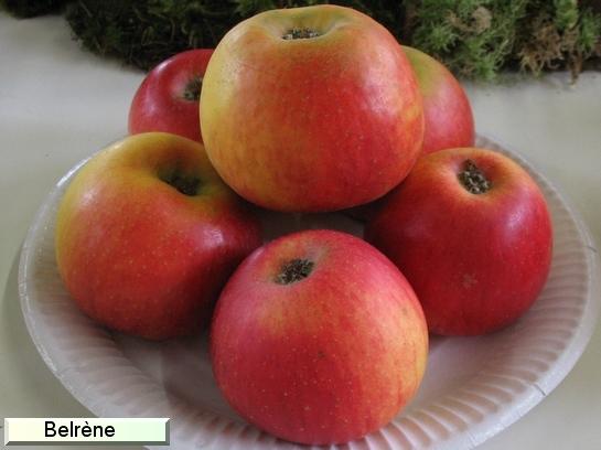 Pomme_ad Belrène