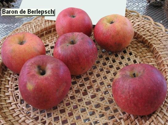 Pomme Boskoop Valastrid