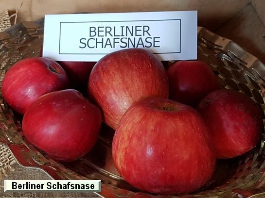 Pomme_ad Berliner Schafsnase