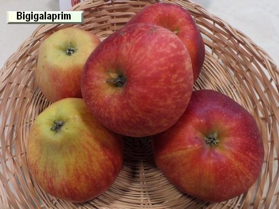 Pomme_ad Bigigalaprim X7931 c.o.v.