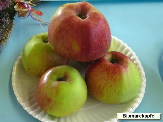 Pomme_ad Bismarckapfel