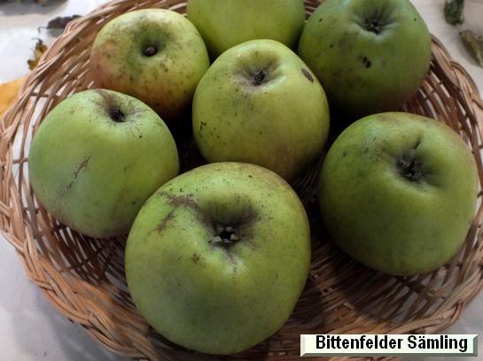Pomme_ad Bittenfelder Sämling