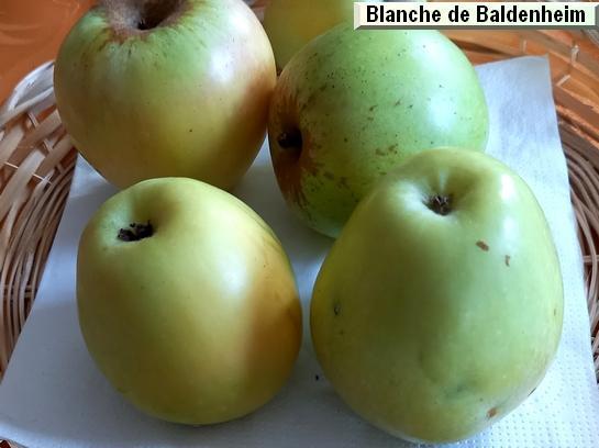 Pomme Calville Blanche