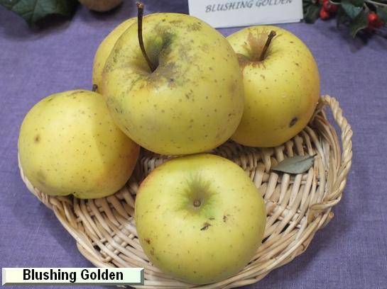 Pomme Calville d'automne rayé