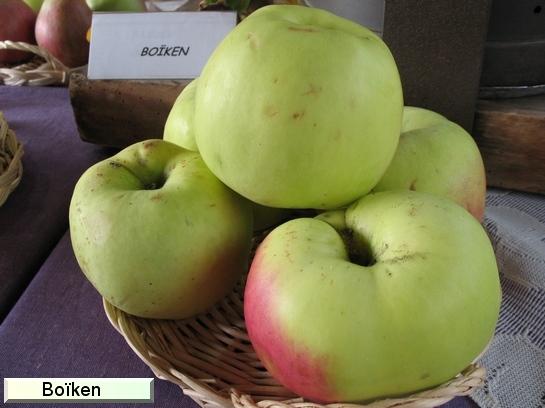 Pomme Calville Rouge Automne