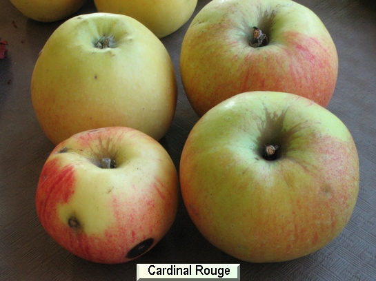 Pomme Cardinal Rouge