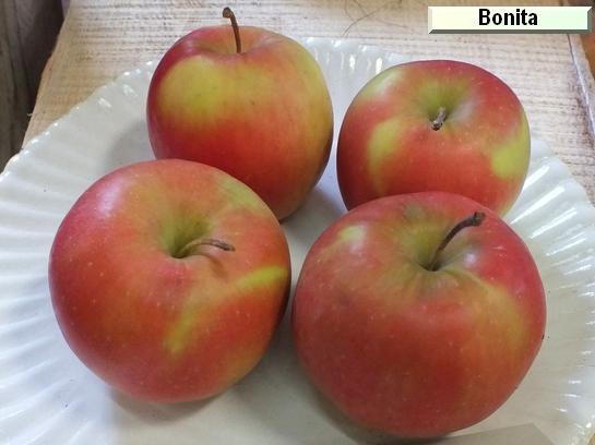Pomme_ad Bonita