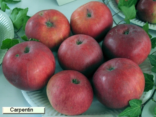 Pomme Carpentin (Lederapfel)