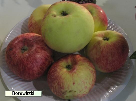 Pomme_ad Borowitzki ou Borowitzky