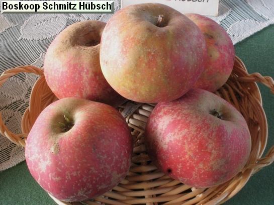 Pomme_ad Boskoop Schmitz -Hübsch