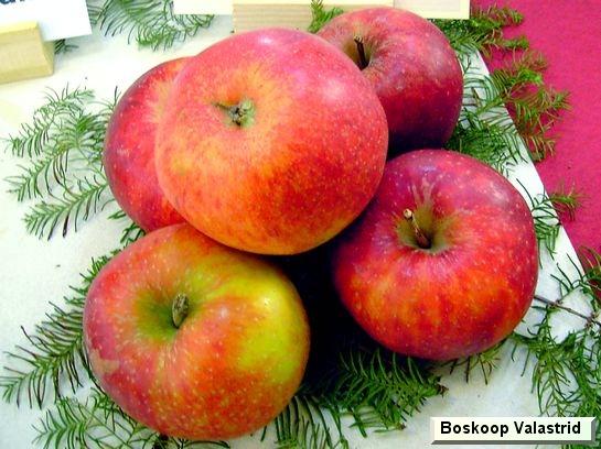 Pomme_ad Boskoop Valastrid c.o.v.