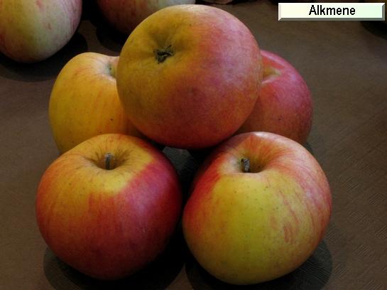 Pomme_ad Alkmene