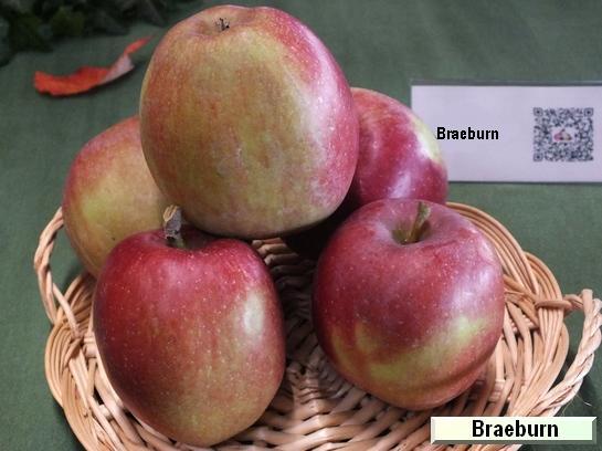 Pomme_ad Braeburn