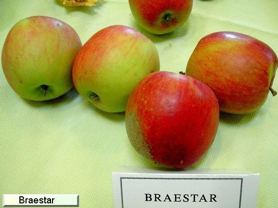 Pomme_ad Braestar®