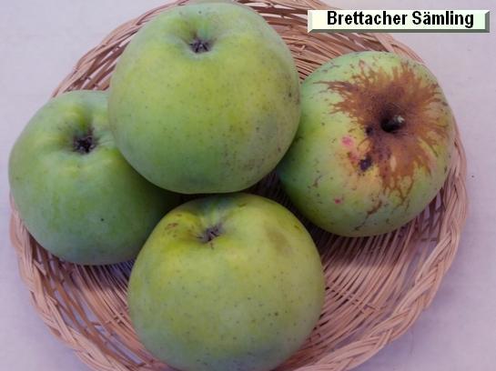 Pomme_ad Brettacher Sämling