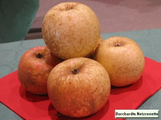 Pomme_ad Burchardts Netzrenette
