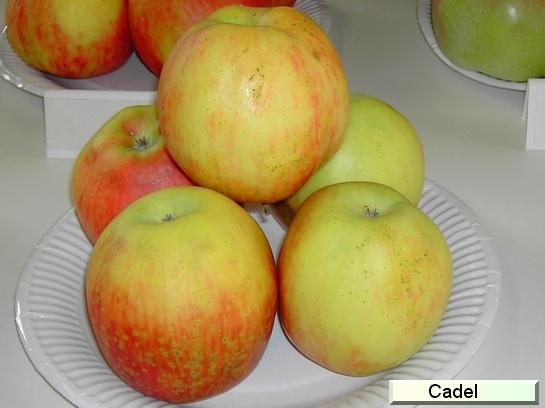 Pomme_ad Cadel