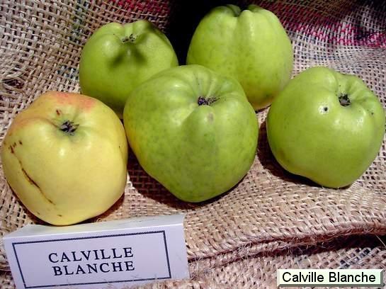 Pomme_ad Calville Blanche