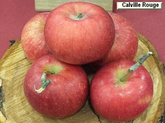 Pomme_ad Calville Rouge