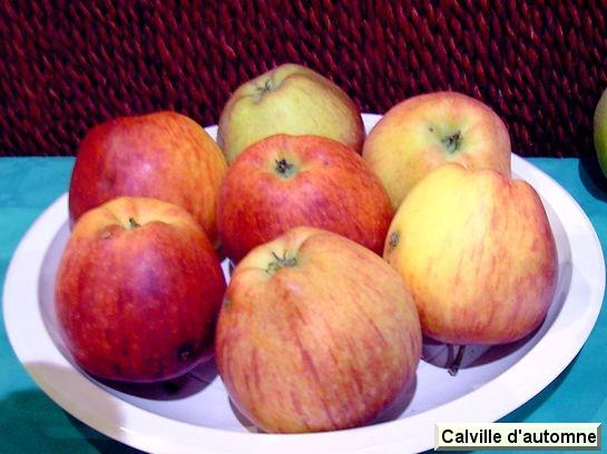 Pomme_ad Calville d'automne rayé