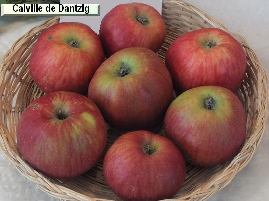 Pomme_ad Calville de Dantzig