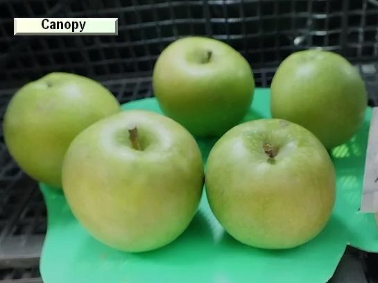 Pomme_ad Canopy