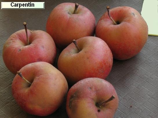 Pomme_ad Carpentin (Lederapfel)