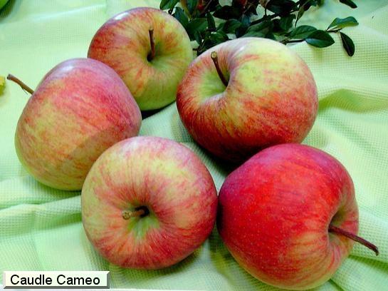 Pomme_ad Caudle Caméo®